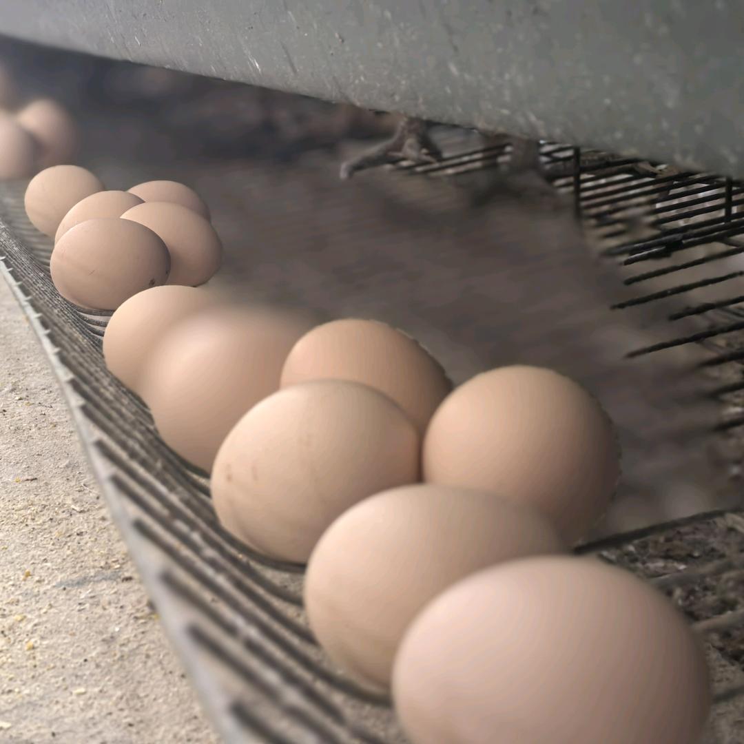 飞机的农场～～永胜