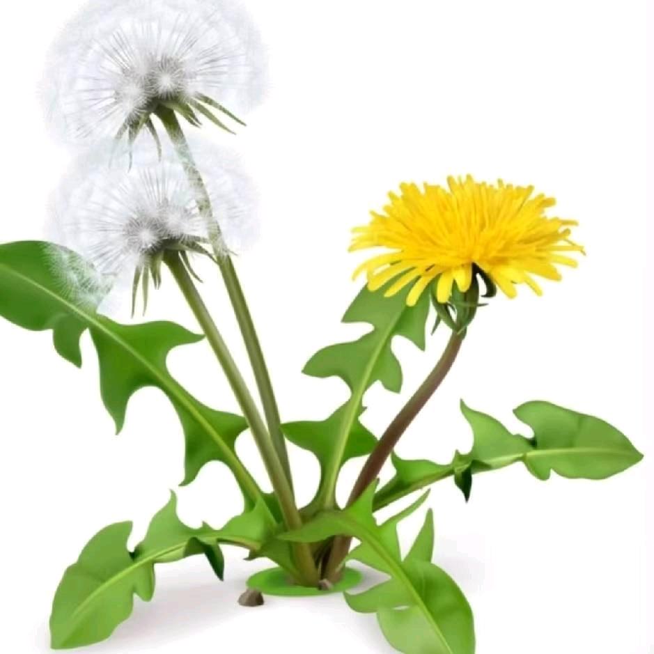 杨老师智慧种植