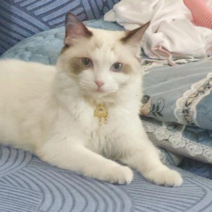 💋菁菁的小布布✨