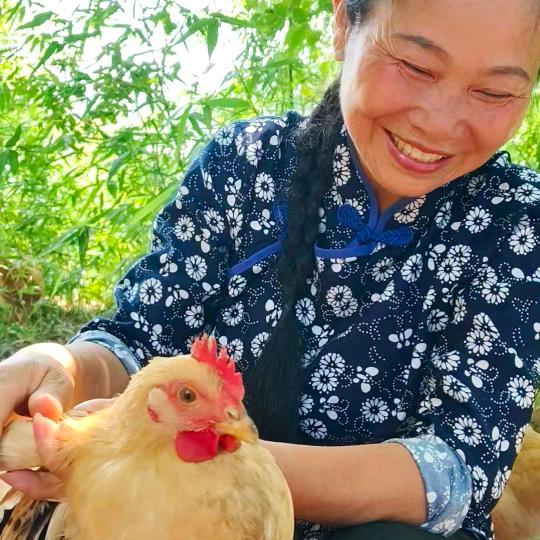 养鸡的黄大菊