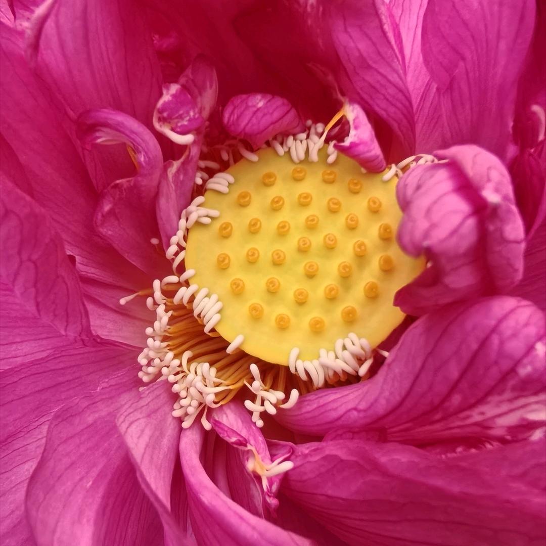 月搞月松