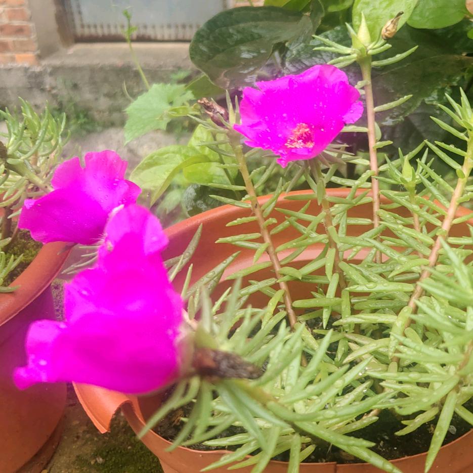 🌹人海茫茫让我遇见你💐