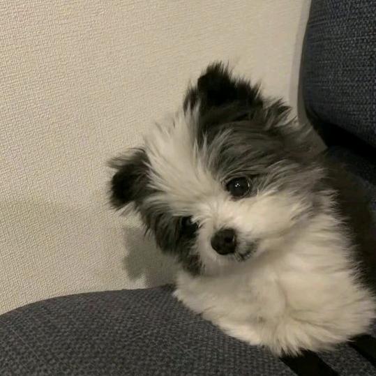 白天的小猫