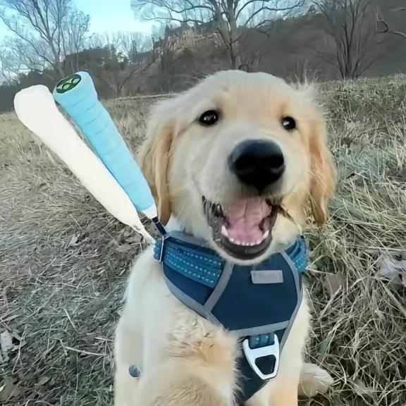 小狗盒子ᵇ⁶¹²🪐