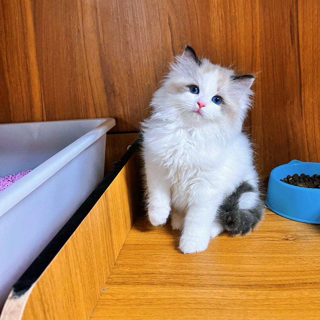 布偶猫【全系】