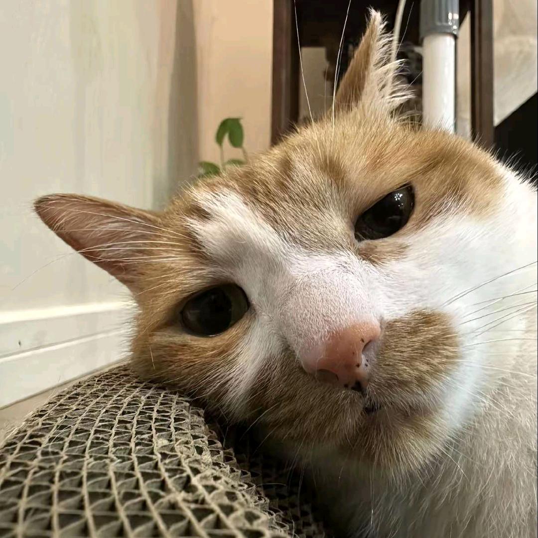 小猫喵喵喵喵喵喵喵喵喵喵