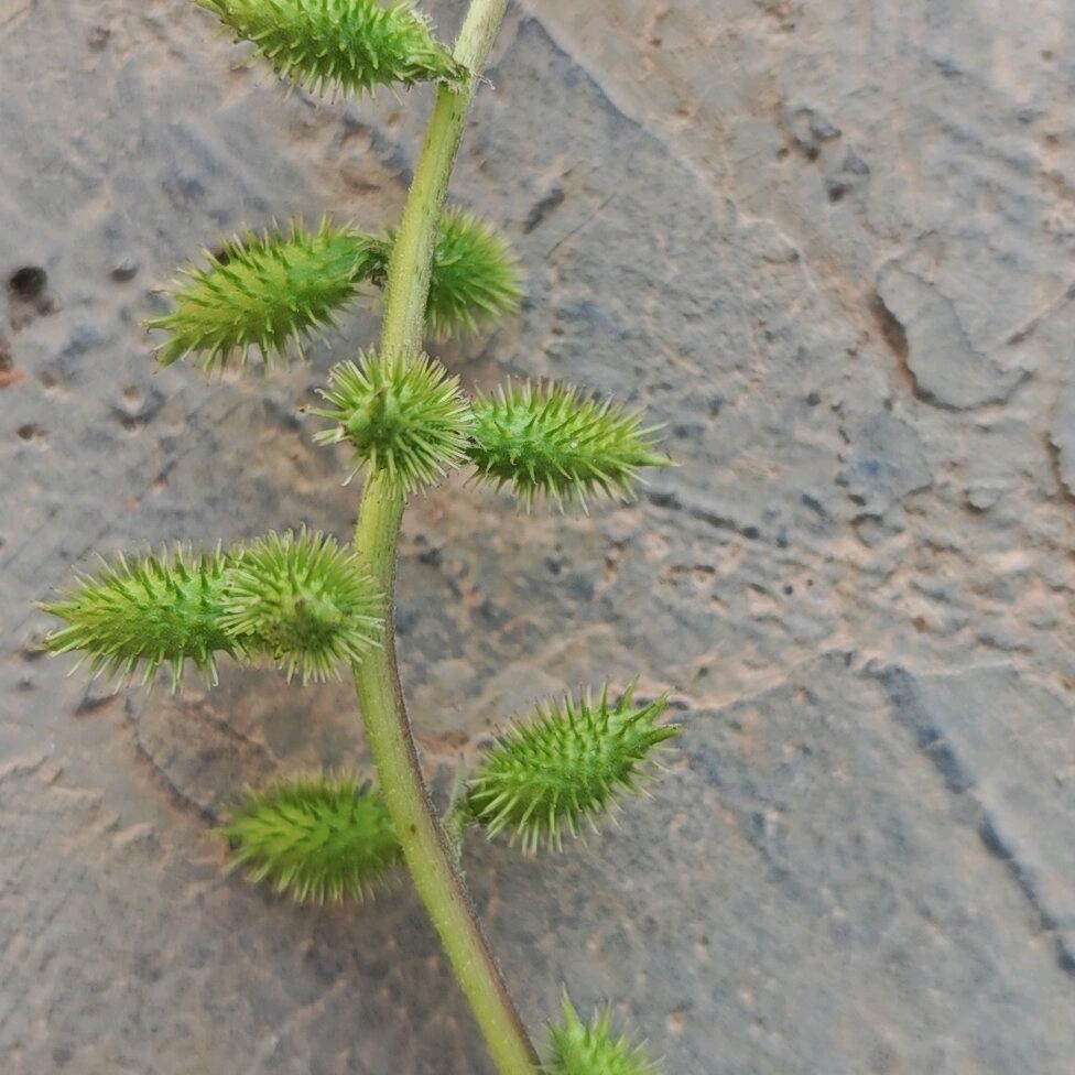白光