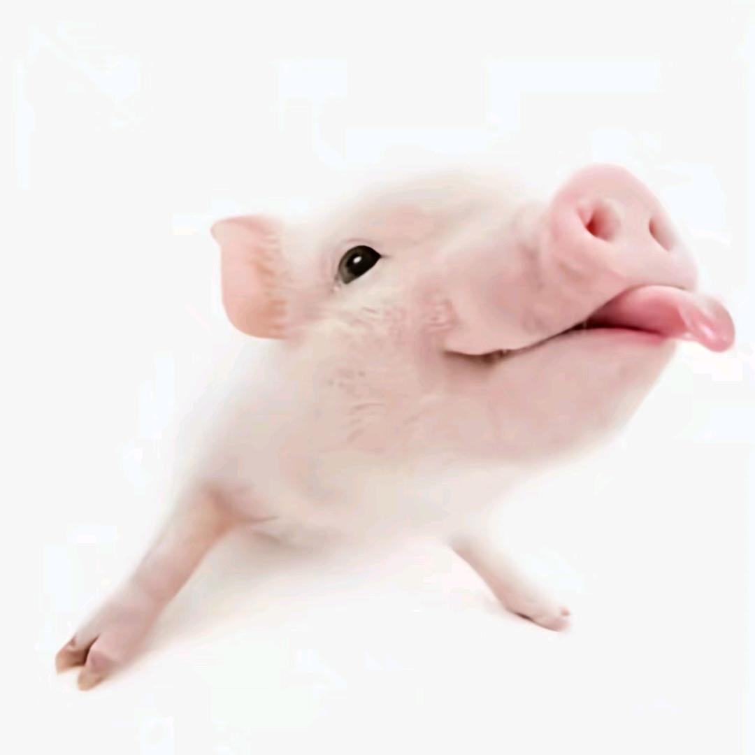 骄傲的大猪蹄子