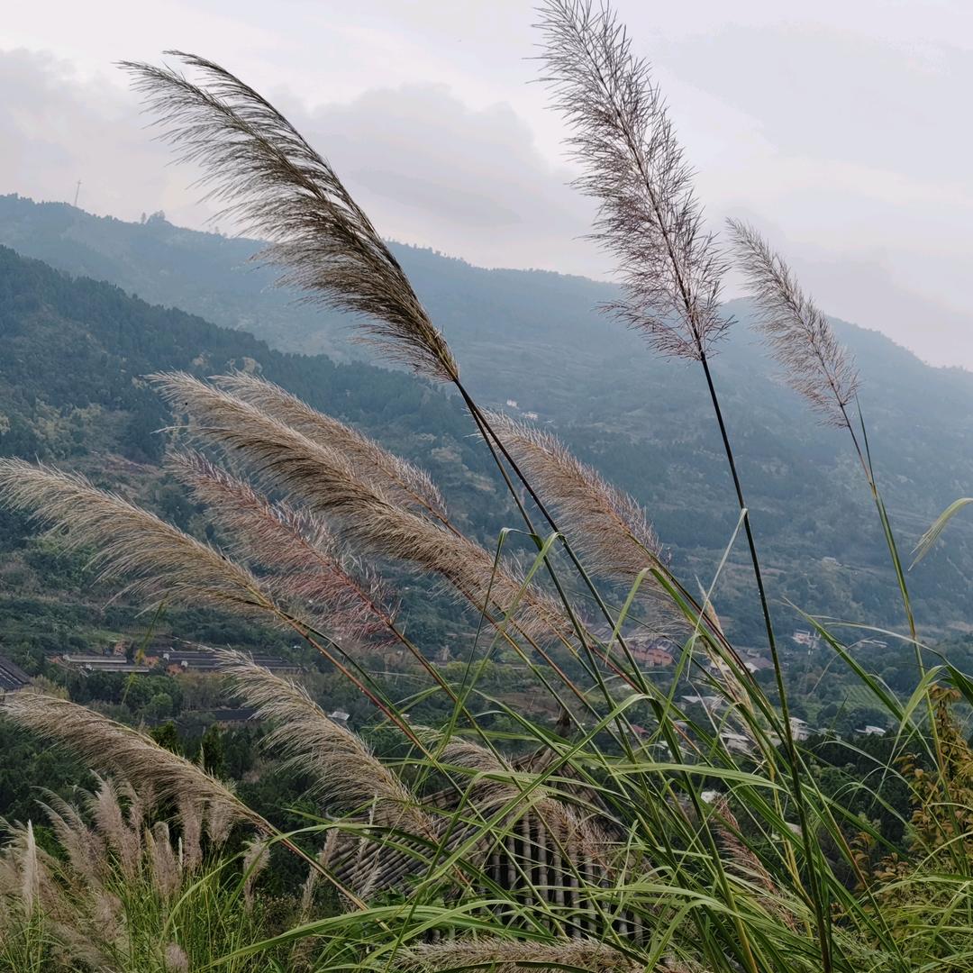 燕娃