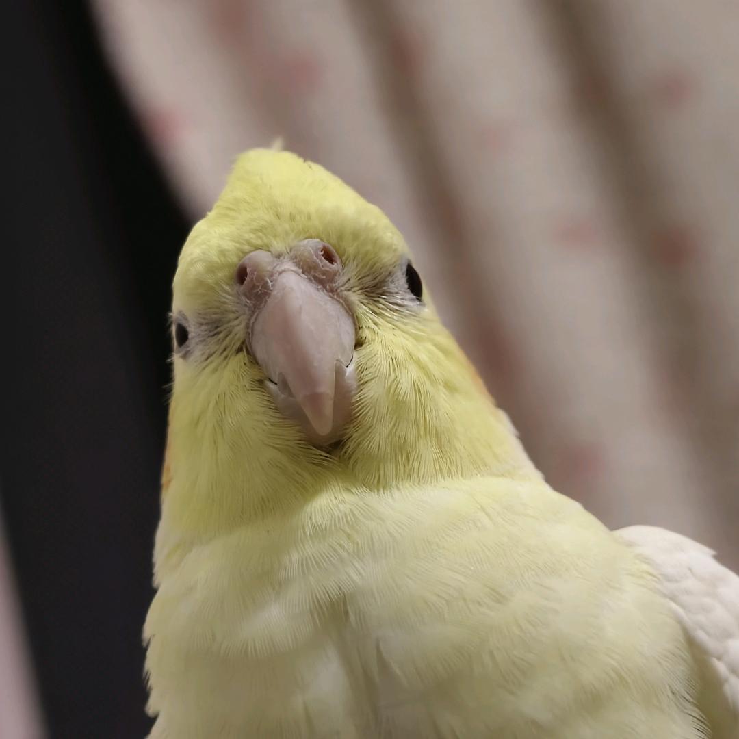 一条肚