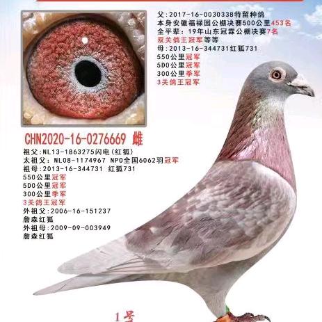 养鸽人老张