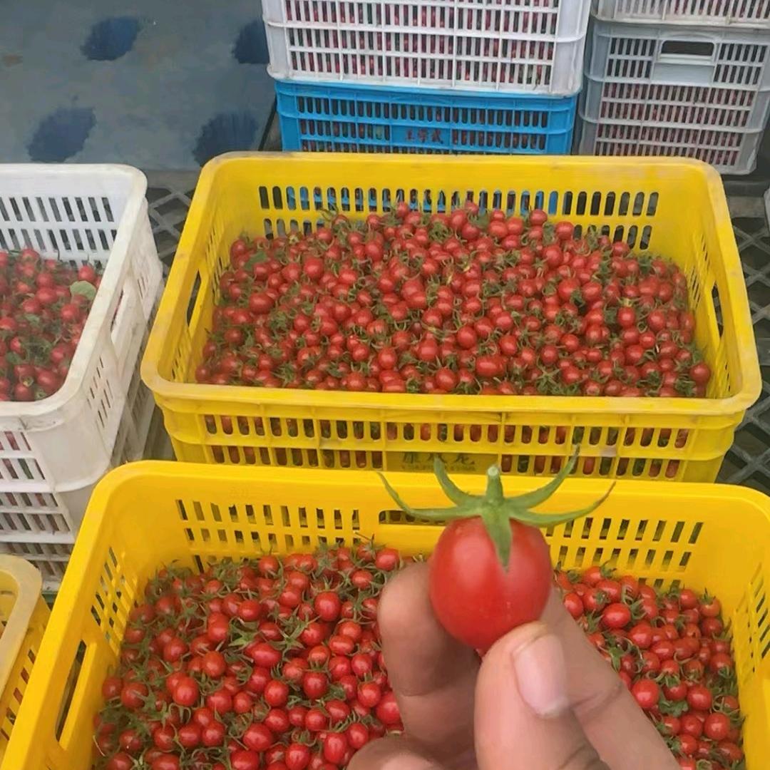 玲珑小番茄种植基地