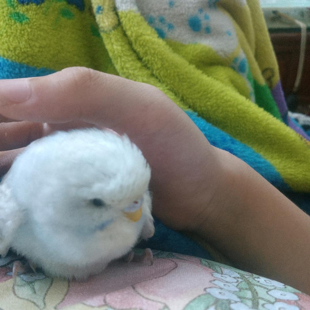 婼希爱奇纯
