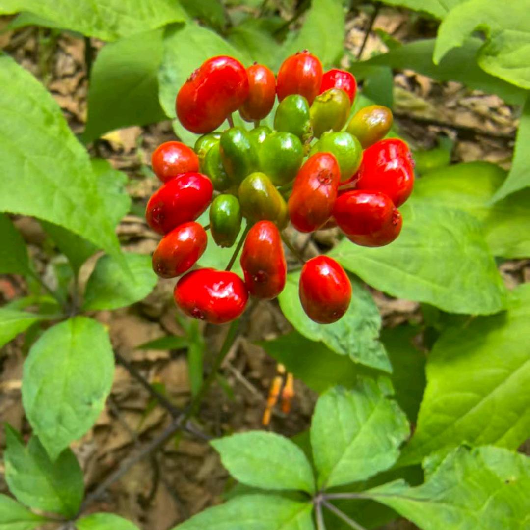 大连海参（华哥）