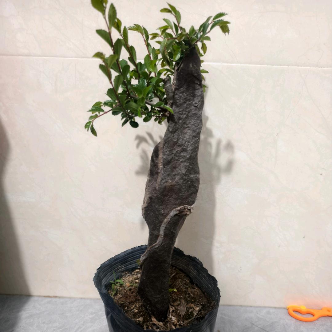 大漂亮盆栽