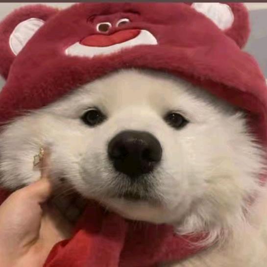 鲜虾鱼板面