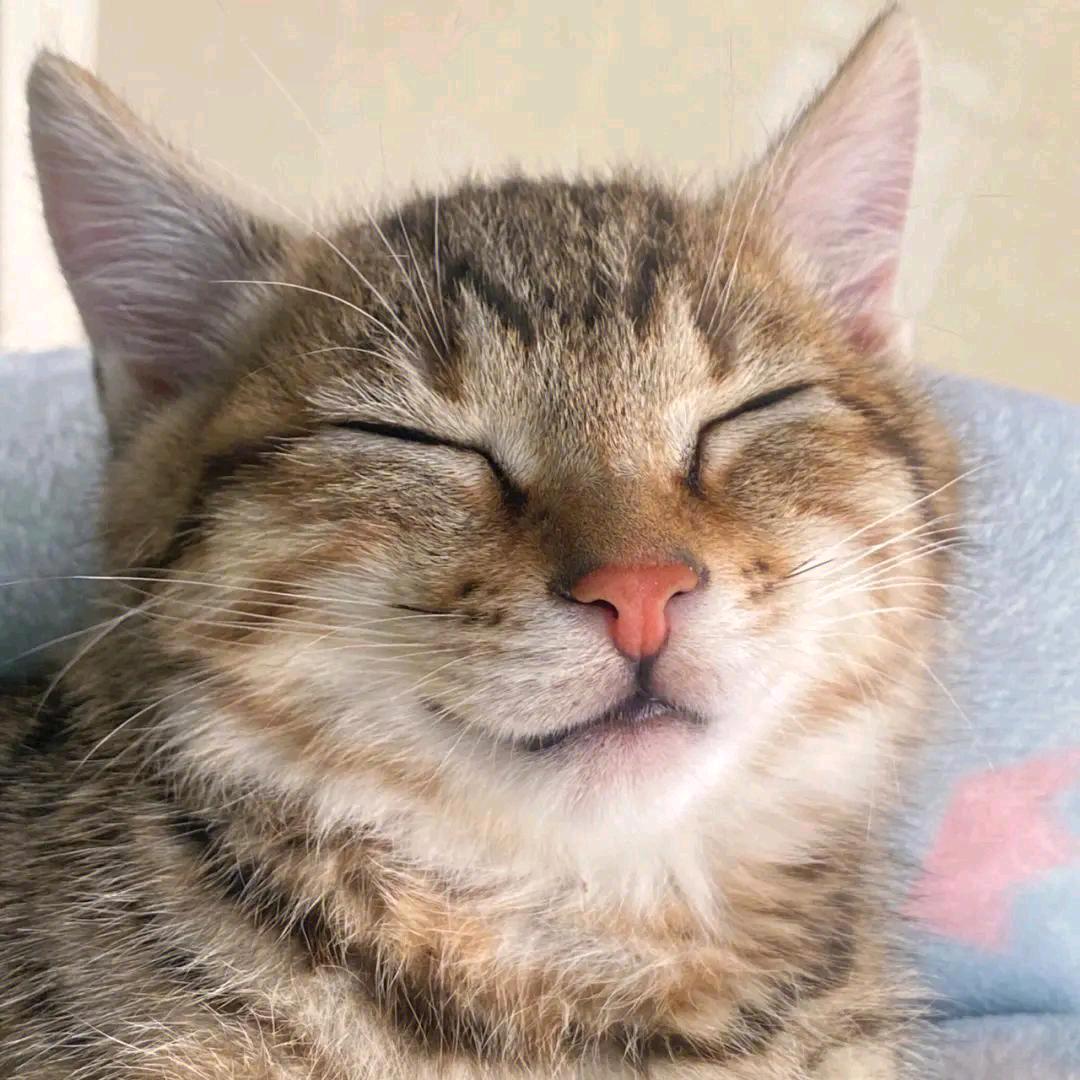 猫猫学长