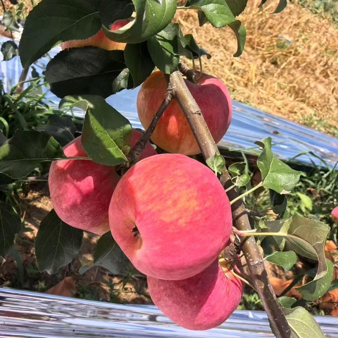 苹果代办喜洋洋