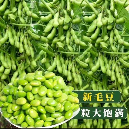 魏总种子基地优选