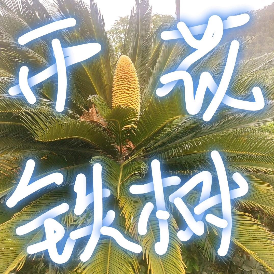 𝑽 铁树开花，见者富贵吉祥