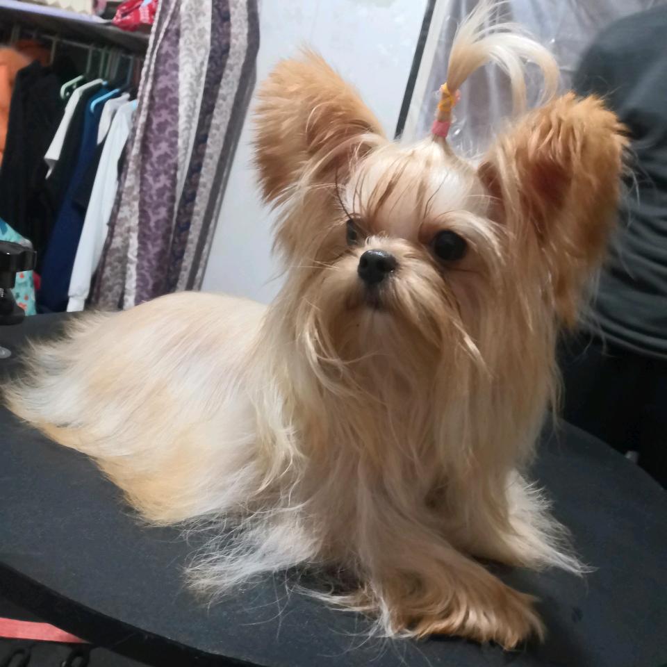 娟儿的马尔济斯约克夏