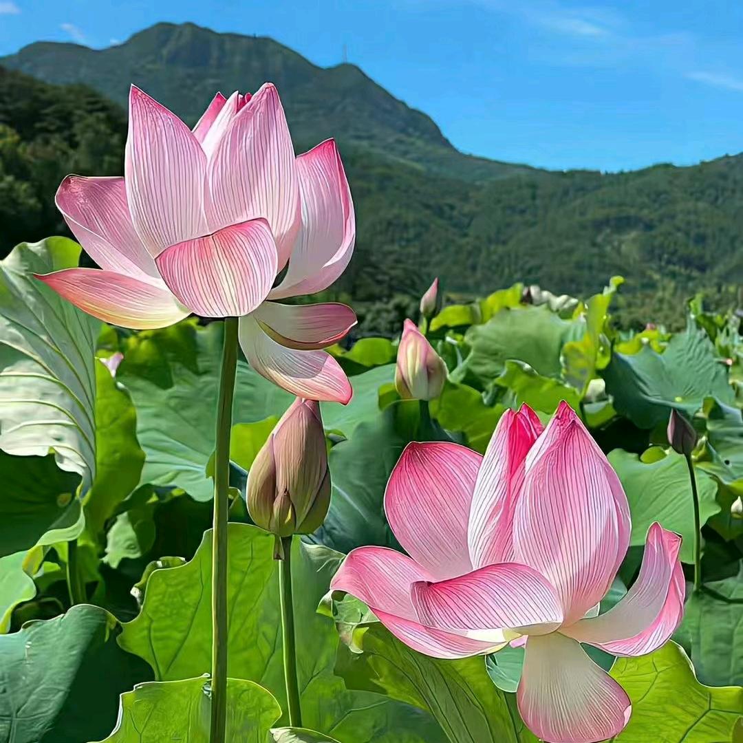 盈盈