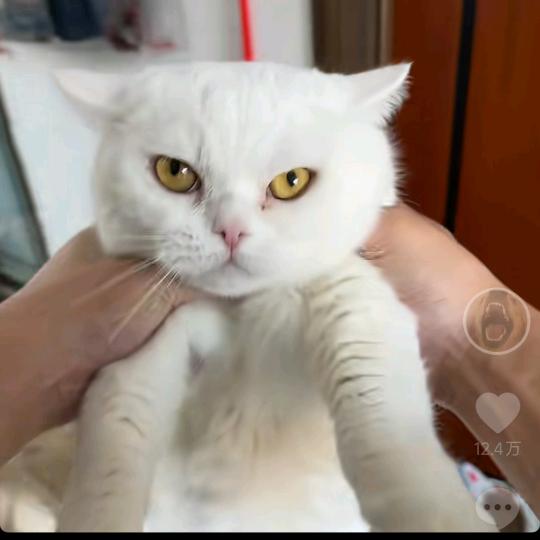 二百斤看房