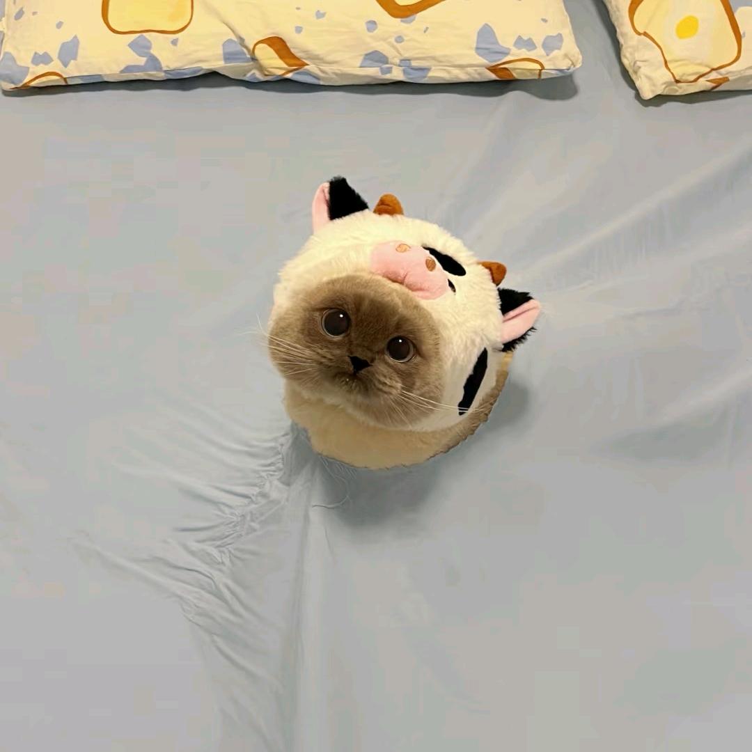 知食分子