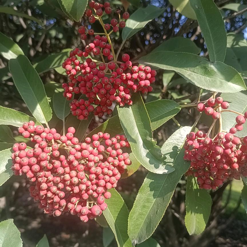 倚天剑，屠龙刀