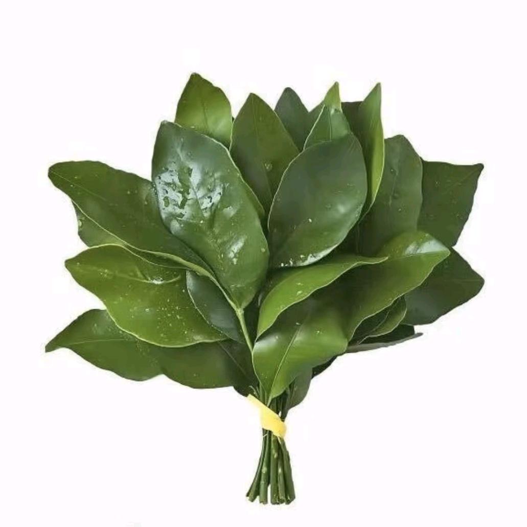 伤心小椰子🦋