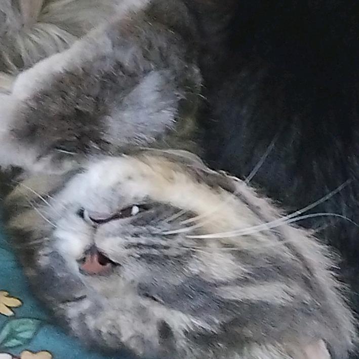雾面