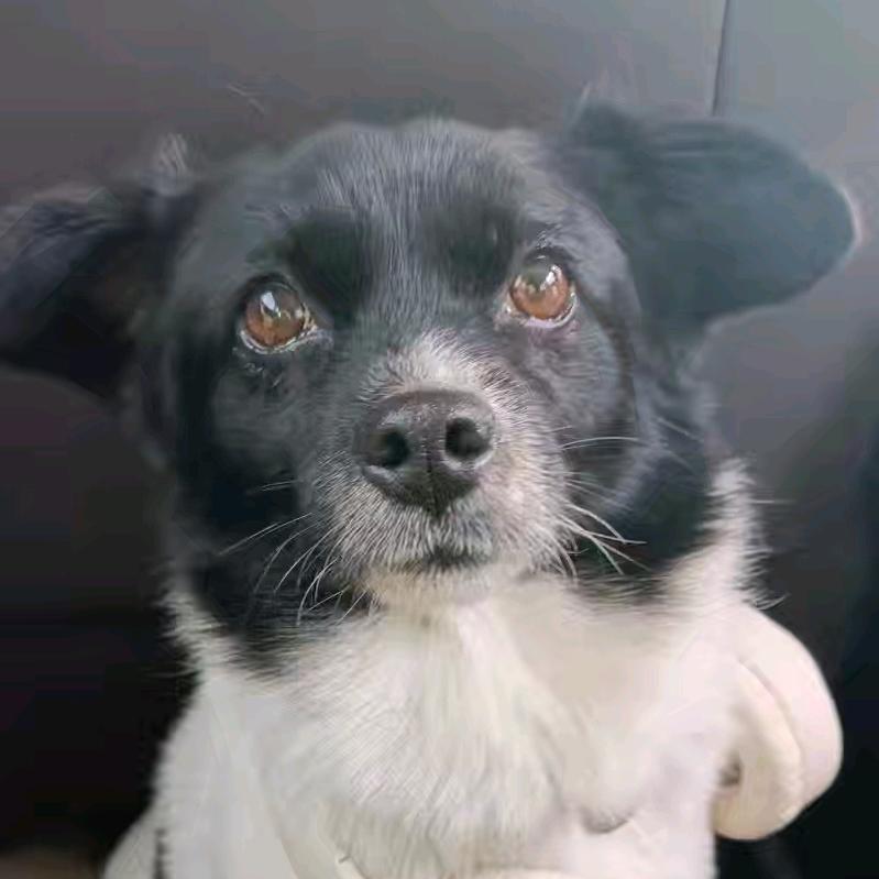 诺诺是个田园犬🐶