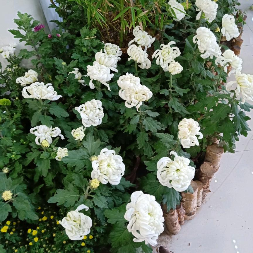 菊花
