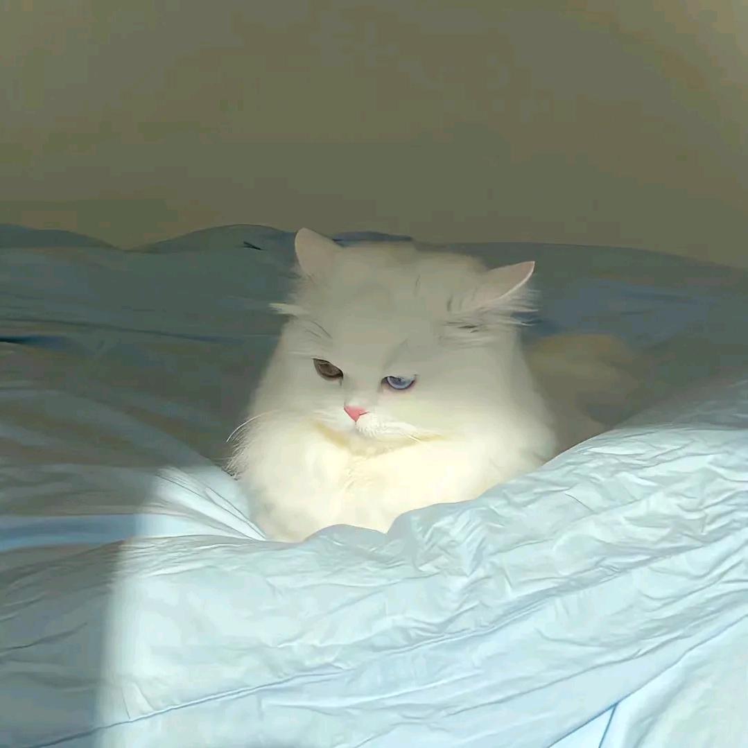 猫猫说
