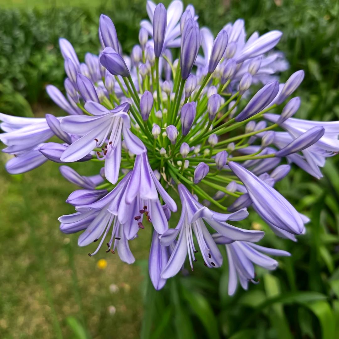 竹林湾猪猪坐骑养殖