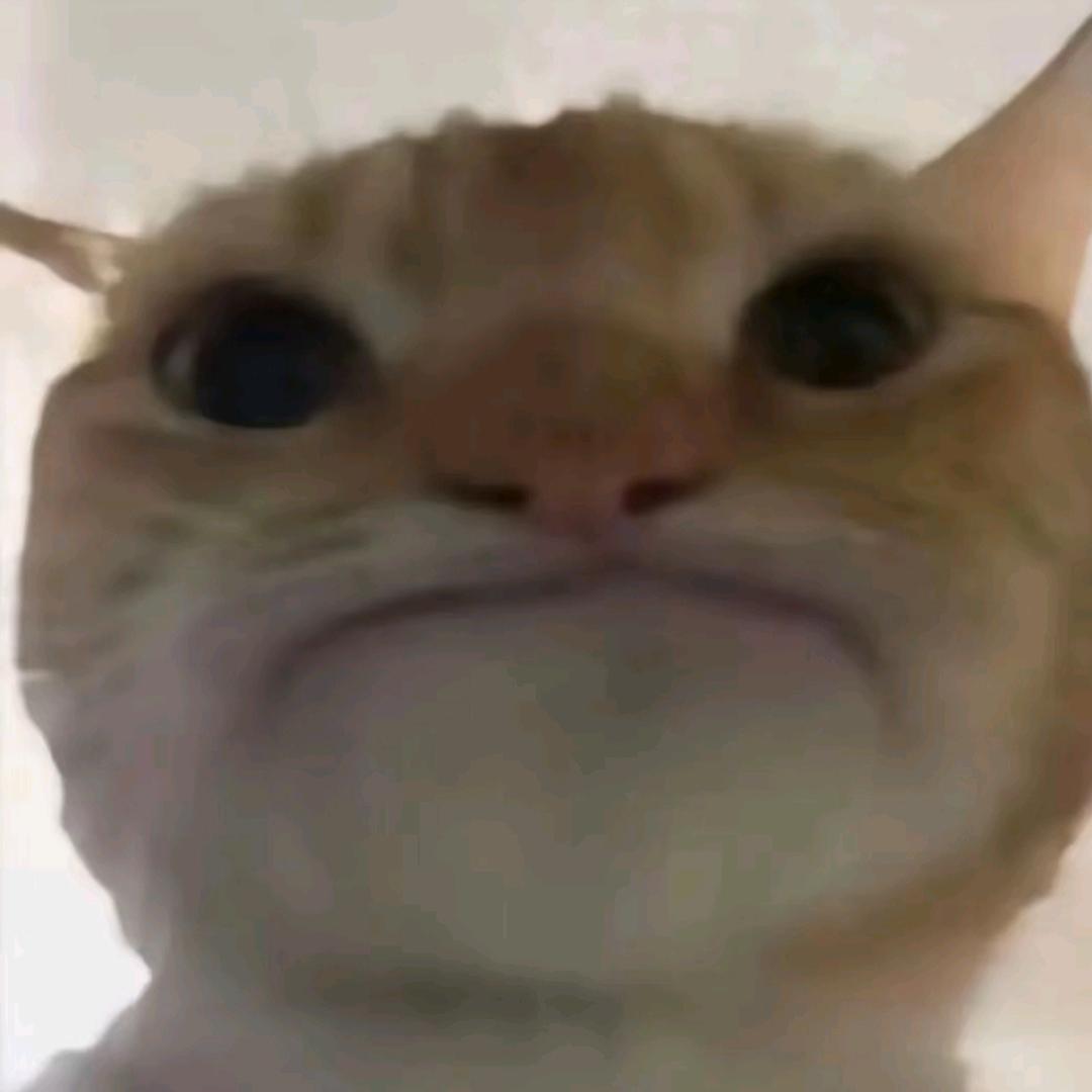 豚豚鼠（三角洲行动）