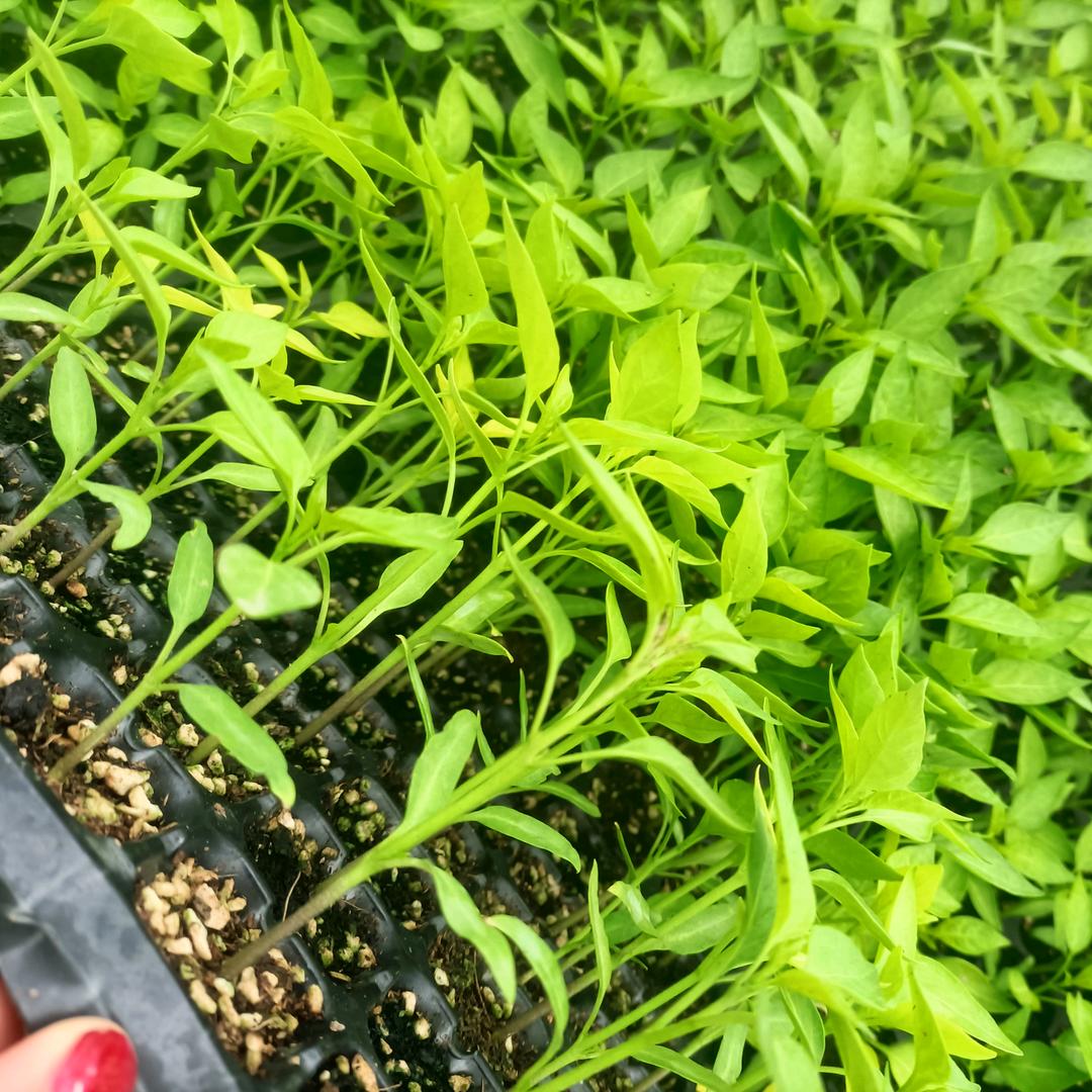 荣兴苗圃1