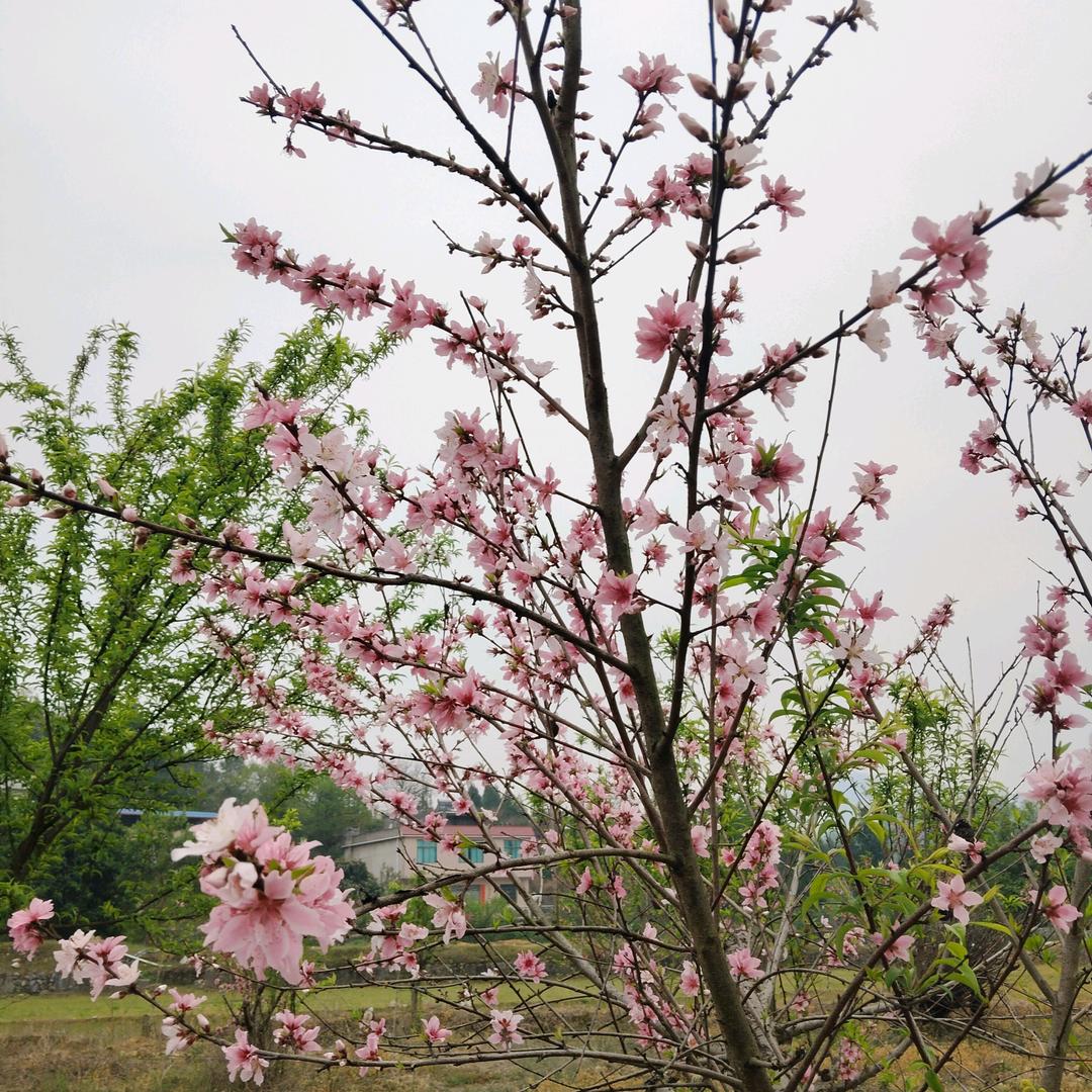 太阳每天会升起来中华是哪么的强大