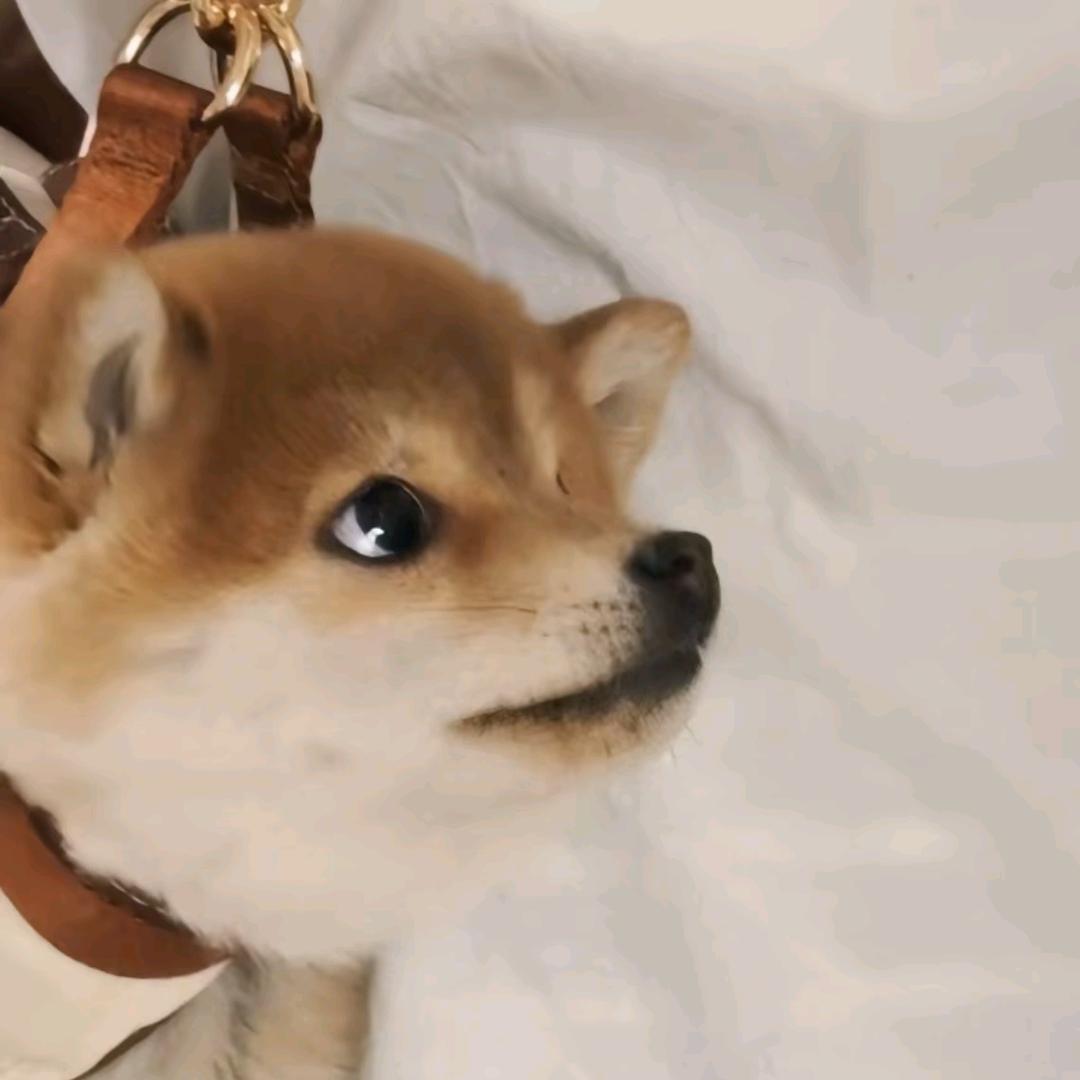 财神爷保佑的小狸花