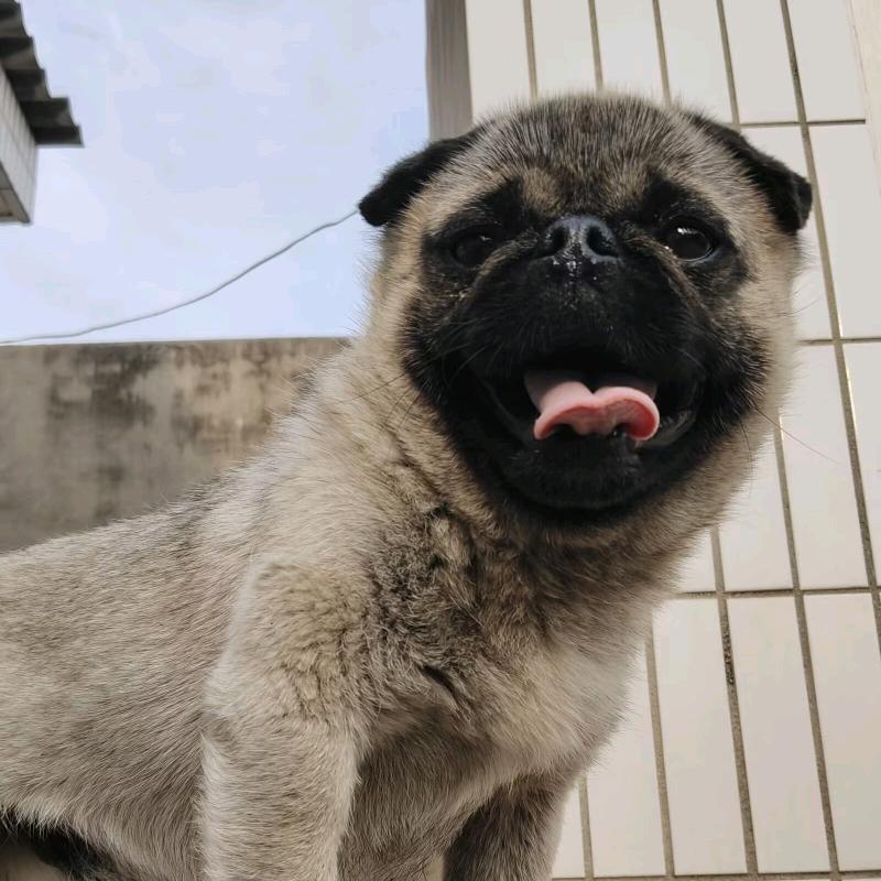 团团