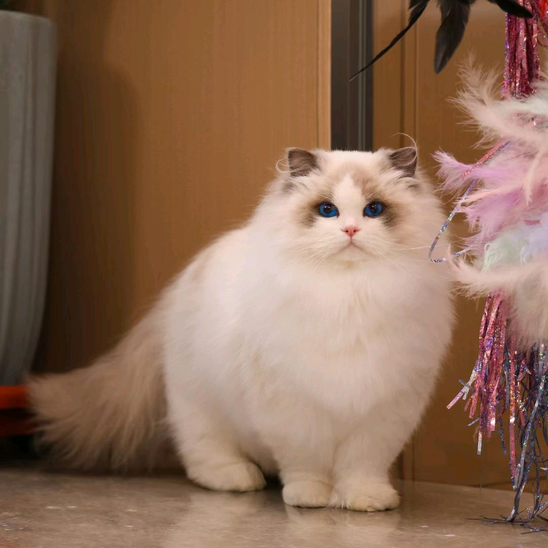 小杰鉴猫