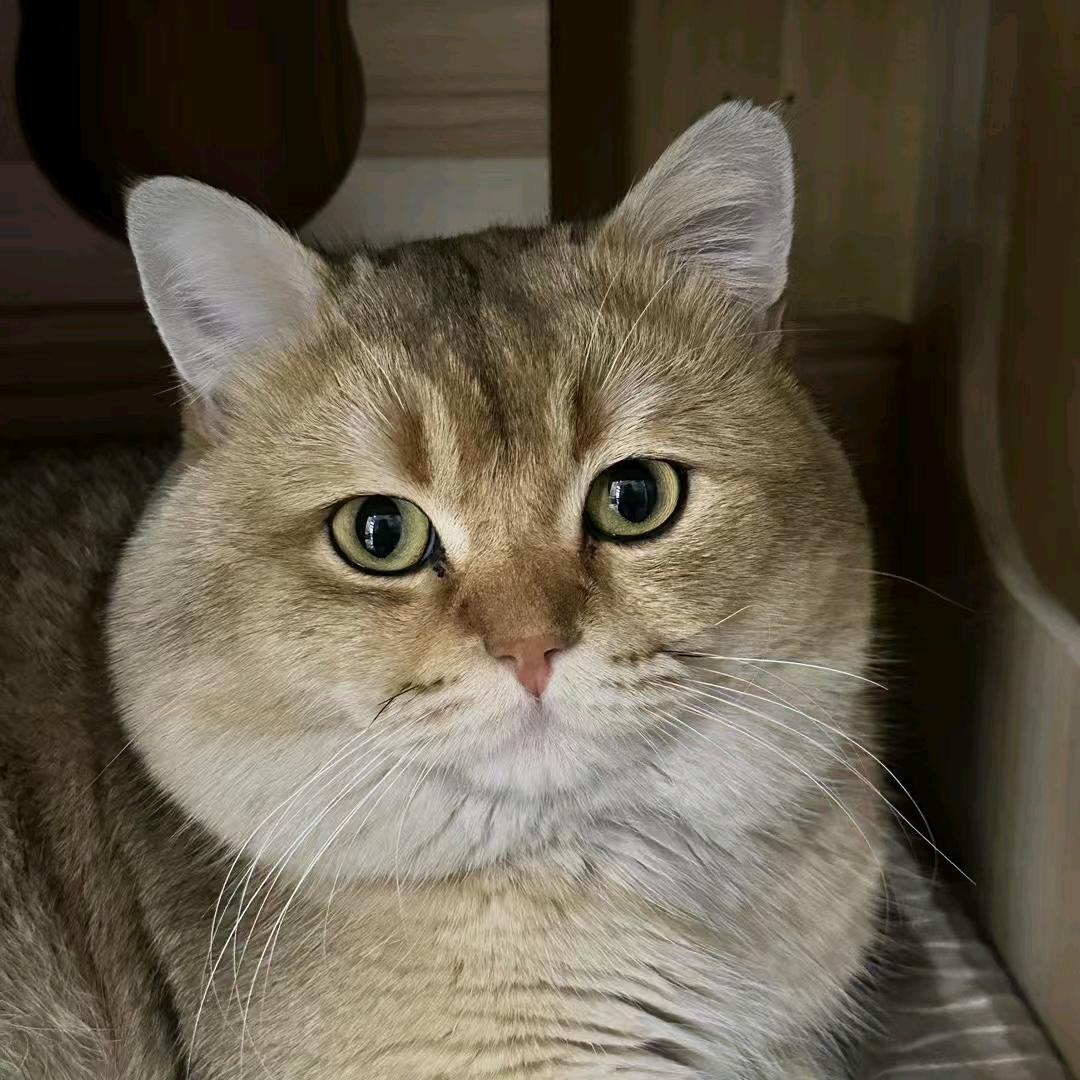 Li 夫人
