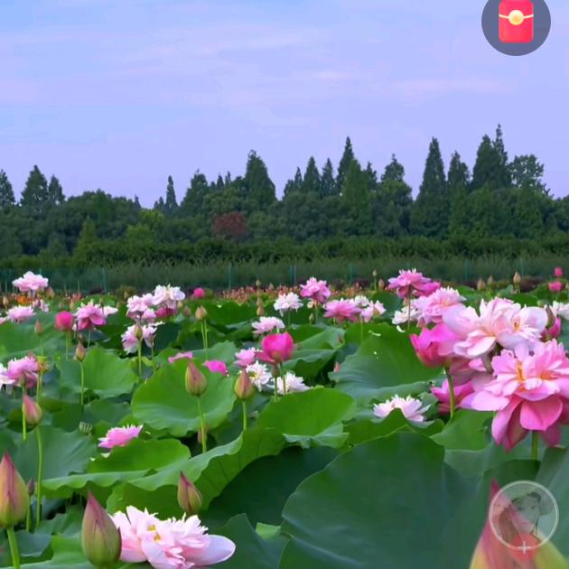 富哥