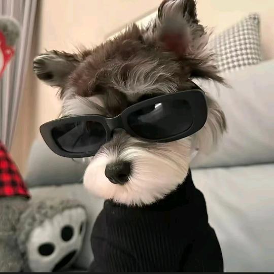 俺是旺财（无畏契约手游）