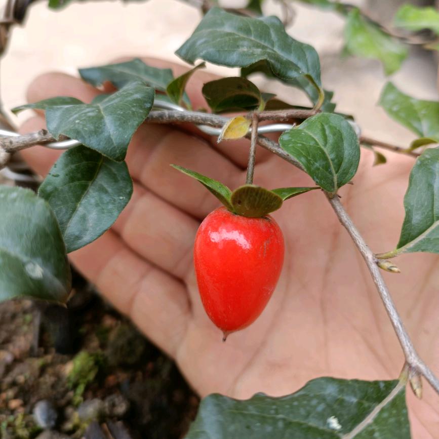 清然哥