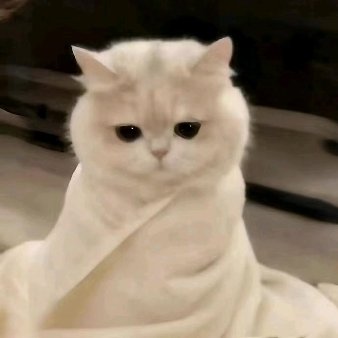 买了薯愿的董小姐