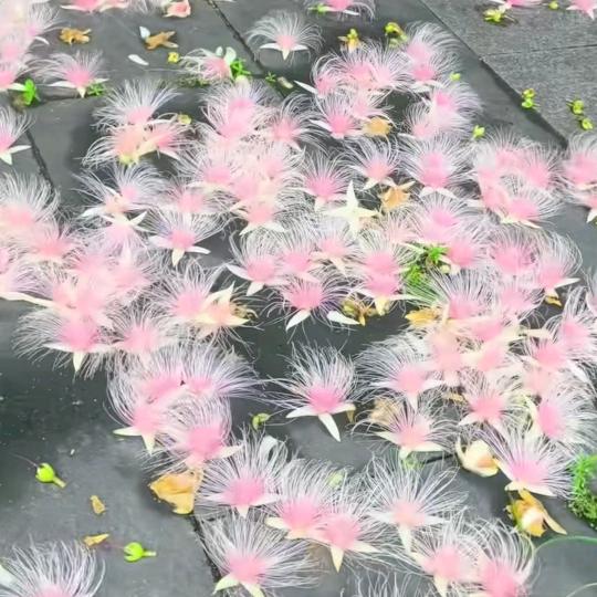🌱✨浅笑不语〽️