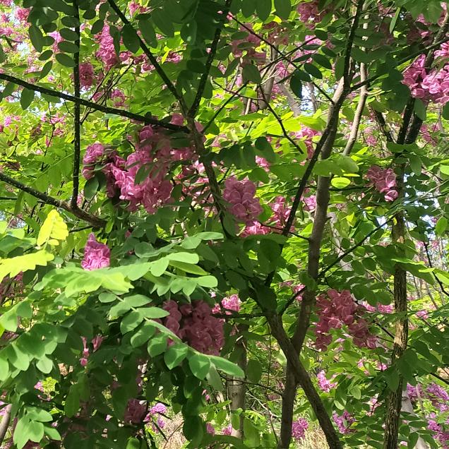 有头发的光头强