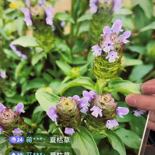 花好月园