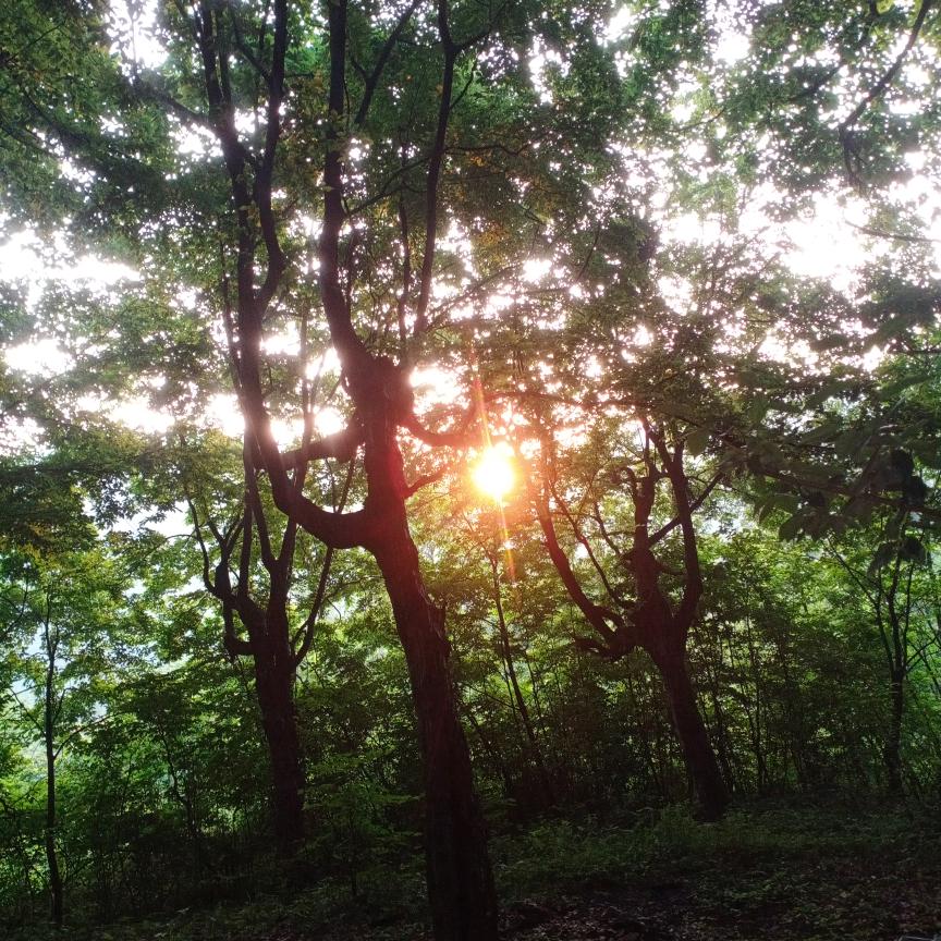 椰子好看